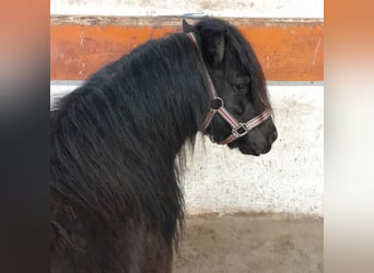 Shetland Ponys, Hengst, 3 Jaar, 96 cm, Zwart