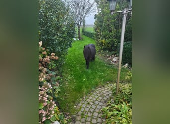 Shetland Ponys, Hengst, 3 Jaar, 97 cm