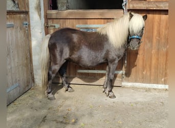 Shetland Ponys, Hengst, 3 Jaar, 98 cm