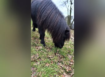 Shetland Ponys, Hengst, 3 Jaar, 98 cm, Zwart