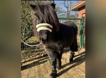 Shetland Ponys, Hengst, 3 Jaar, 98 cm, Zwart