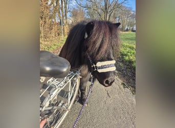 Shetland Ponys, Hengst, 3 Jaar, 98 cm, Zwart