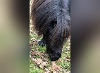 Shetland Ponys, Hengst, 3 Jaar, 98 cm, Zwart