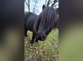 Shetland Ponys, Hengst, 3 Jaar, 98 cm, Zwart