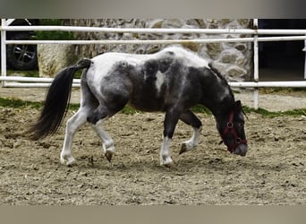 Shetland Ponys, Hengst, 3 Jahre, 100 cm, Schecke