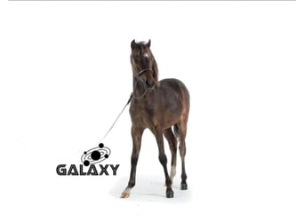 Shetland Ponys, Hengst, 3 Jahre, 105 cm, Brauner