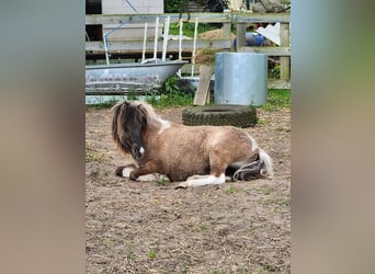 Shetland Ponys, Hengst, 3 Jahre, 110 cm, Falbe