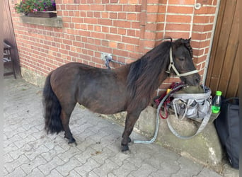 Shetland Ponys, Hengst, 3 Jahre, 85 cm, Rappe