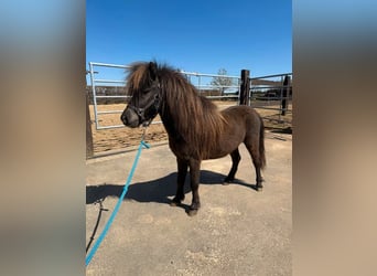 Shetland Ponys, Hengst, 3 Jahre, 86 cm, Dunkelbrauner