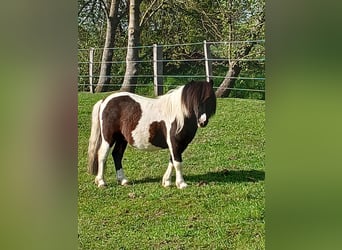 Shetland Ponys, Hengst, 3 Jahre, 97 cm, Schecke