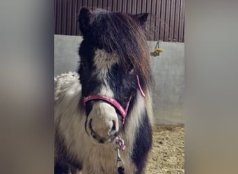 Shetland Ponys, Hengst, 3 Jahre, 97 cm, Schecke