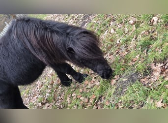 Shetland Ponys, Hengst, 3 Jahre, 98 cm, Rappe