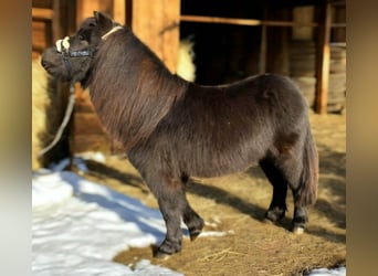 Shetland Ponys, Hengst, 3 Jahre, 98 cm, Rappe