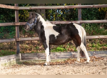 Shetland Ponys, Hengst, 3 Jahre