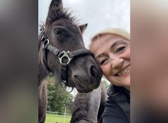 Shetland Ponys, Hengst, 3 Jahre, Schwarzbrauner