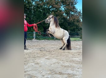 Shetland Ponys, Hengst, 4 Jaar, 100 cm, Buckskin