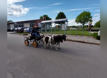 Shetland Ponys, Hengst, 4 Jaar, 100 cm, Gevlekt-paard