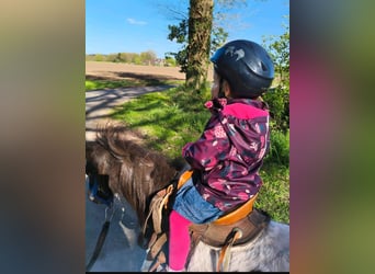 Shetland Ponys, Hengst, 4 Jaar, 100 cm, Gevlekt-paard