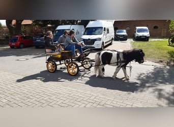 Shetland Ponys, Hengst, 4 Jaar, 100 cm, Gevlekt-paard