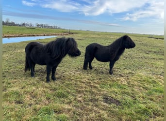 Shetland Ponys, Hengst, 4 Jaar, 104 cm, Zwart