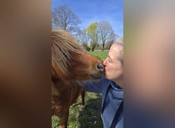 Shetland Ponys, Hengst, 4 Jaar, 80 cm, Vos
