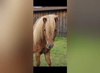 Shetland Ponys, Hengst, 4 Jaar, 80 cm, Vos