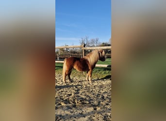 Shetland Ponys, Hengst, 4 Jaar, 80 cm, Vos