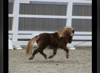 Shetland Ponys, Hengst, 4 Jaar, 80 cm, Vos