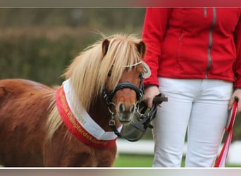 Shetland Ponys, Hengst, 4 Jaar, 80 cm, Vos