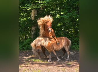 Shetland Ponys, Hengst, 4 Jaar, 80 cm, Vos