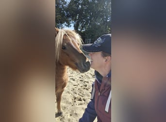 Shetland Ponys, Hengst, 4 Jaar, 80 cm, Vos