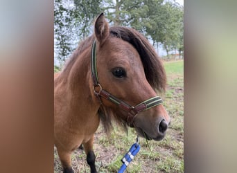 Shetland Ponys, Hengst, 4 Jaar, 85 cm, Bruin