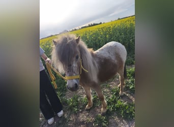 Shetland Ponys, Hengst, 4 Jaar, 90 cm
