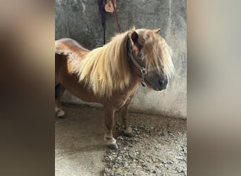 Shetland Ponys, Hengst, 4 Jaar
