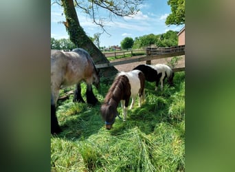 Shetland Ponys, Hengst, 4 Jahre, 100 cm, Schecke