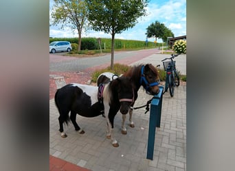 Shetland Ponys, Hengst, 4 Jahre, 100 cm, Schecke