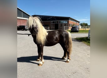 Shetland Ponys, Hengst, 4 Jahre, 103 cm, Schecke