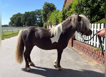 Shetland Ponys, Hengst, 4 Jahre, 103 cm, Schecke