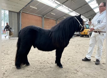 Shetland Ponys, Hengst, 4 Jahre, 104 cm, Rappe