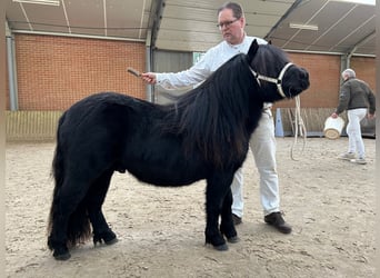 Shetland Ponys, Hengst, 4 Jahre, 104 cm, Rappe