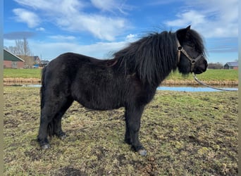 Shetland Ponys, Hengst, 4 Jahre, 104 cm, Rappe