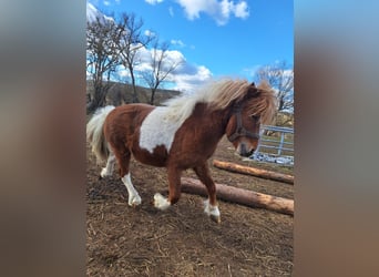 Shetland Ponys, Hengst, 4 Jahre, 88 cm, Schecke