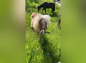 Shetland Ponys, Hengst, 4 Jahre, 90 cm