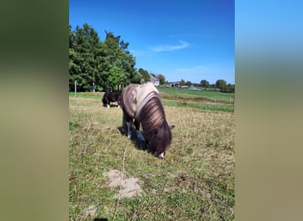 Shetland Ponys, Hengst, 4 Jahre, 95 cm, Tobiano-alle-Farben
