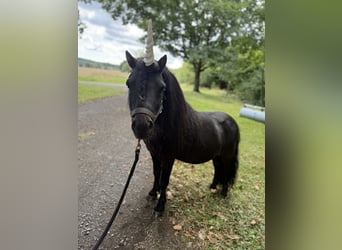 Shetland Ponys, Hengst, 4 Jahre, 98 cm, Rappe