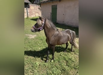 Shetland Ponys, Hengst, 4 Jahre
