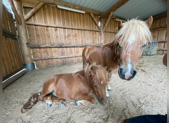 Shetland Ponys, Hengst, 4 Jahre, Fuchs