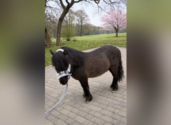 Shetland Ponys, Hengst, 5 Jaar, 105 cm, Zwartbruin