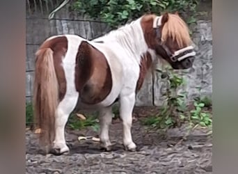 Shetland Ponys, Hengst, 5 Jaar, 80 cm, Gevlekt-paard
