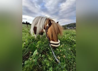 Shetland Ponys, Hengst, 5 Jaar, 80 cm, Gevlekt-paard